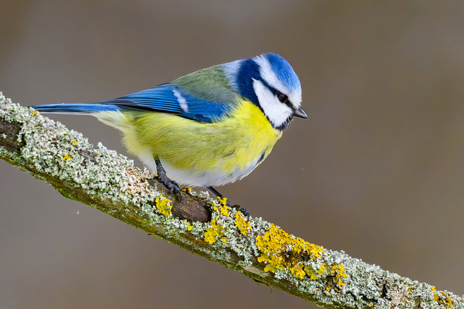    Patrick Pleul/dpa/Global Look Press