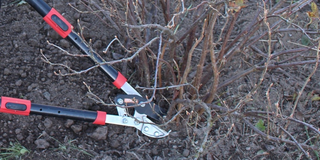 Смородина просыпается рано – не упустите момент с обрезкой! Инструкция от фермера вам в помощь