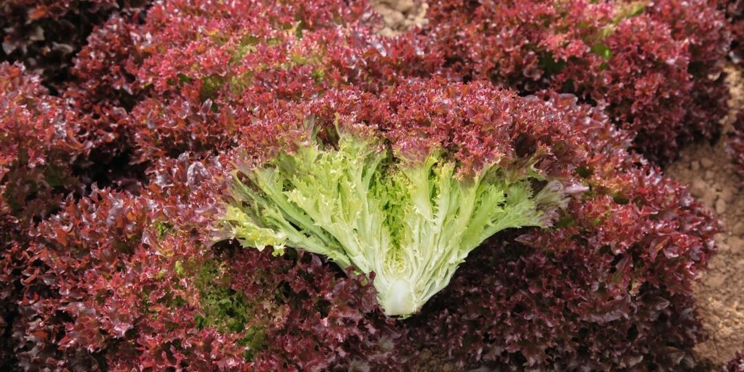 Салат с весны до осени. Подбираем лучшие сорта