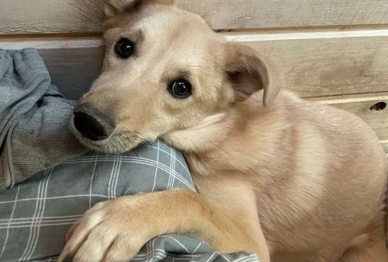 Собачку привязали к дереву и бросили на морозе