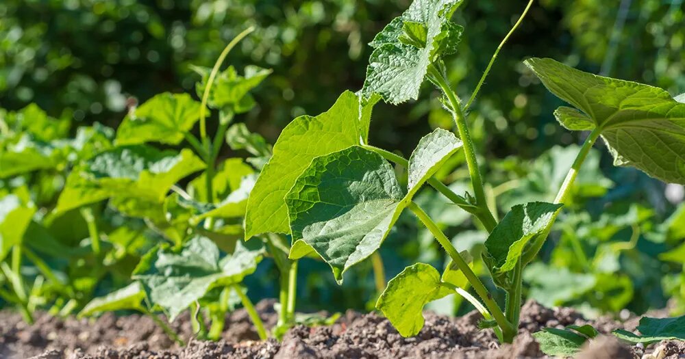 Чем удобрить огурцы в открытом грунте для богатого урожая