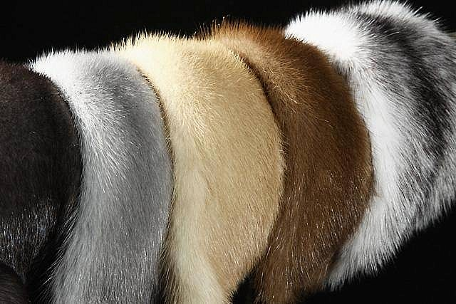 Самые дорогие меха в мире