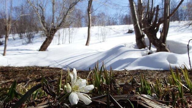 Первые районы Подмосковья готовы попрощаться со снегом