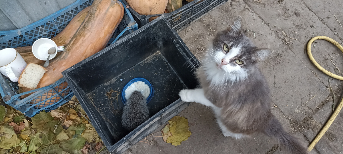 Нутрик и кошка