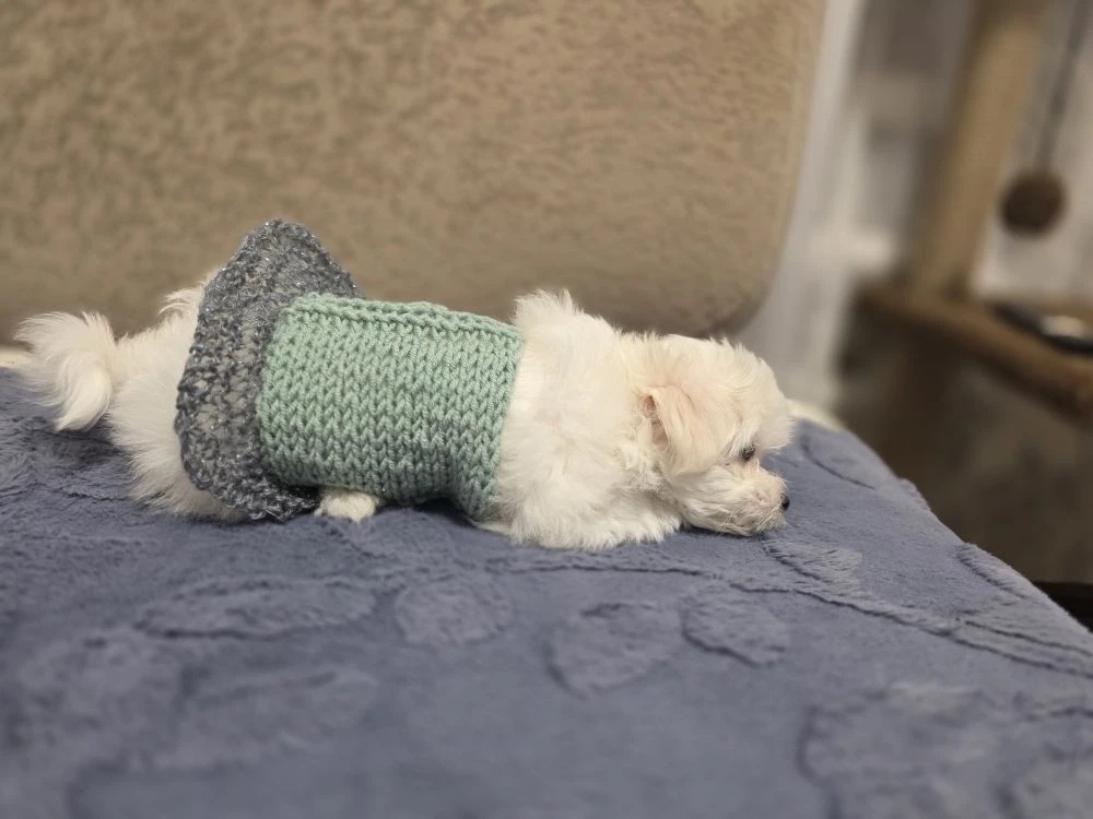 Мальтезе Буся.