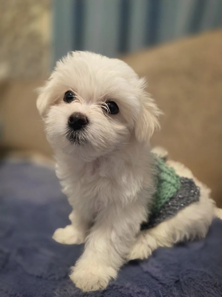 Мальтезе Буся - Маруся.