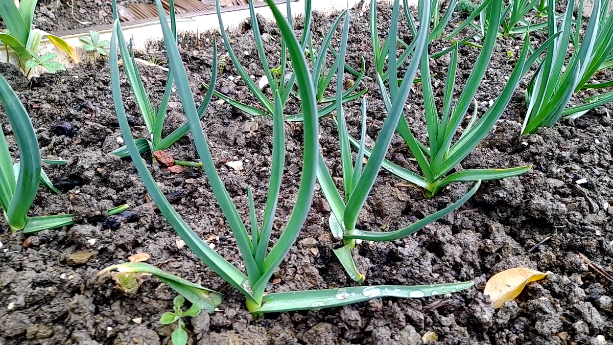 Первая ОБЯЗАТЕЛЬНАЯ весенняя ПОДКОРМКА чеснока — важно не пропустить, и урожай вас очень порадует! Фото автора