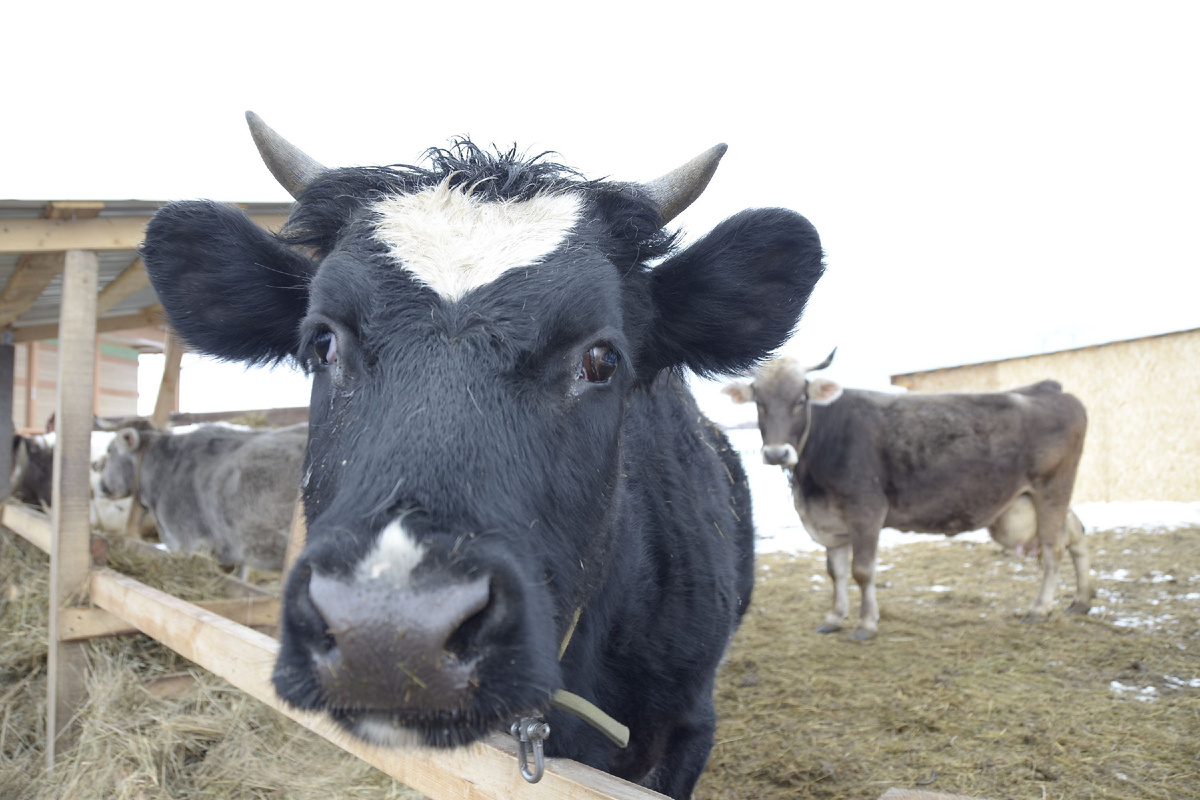 Не всякое животное получало и прививки. Фото: Михаил ФРОЛОВ.