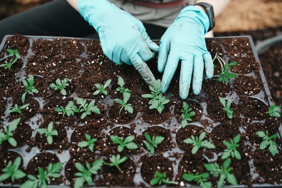    Чтобы растения хорошо прижились и дали много плодов, важно их закалять. Светлана МАКОВЕЕВА