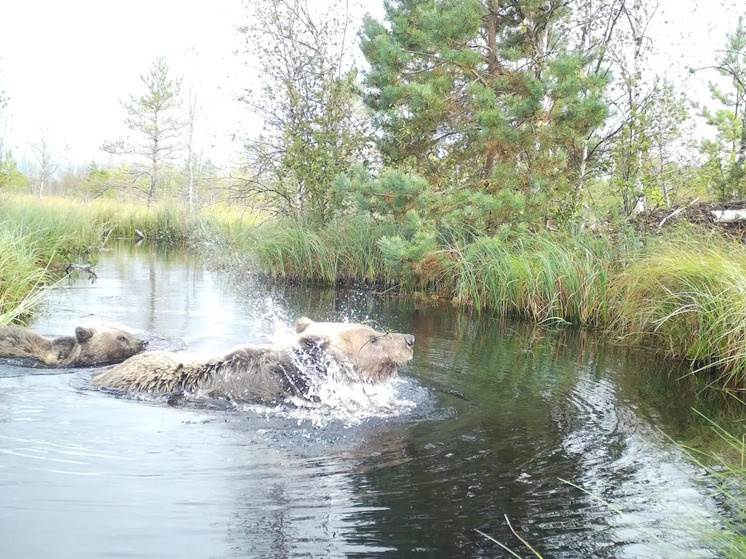     Взрослая медведица с удовольствием чистилась в реке и окуналась в воду. Фото: пресс-служба Рдейского заповедника