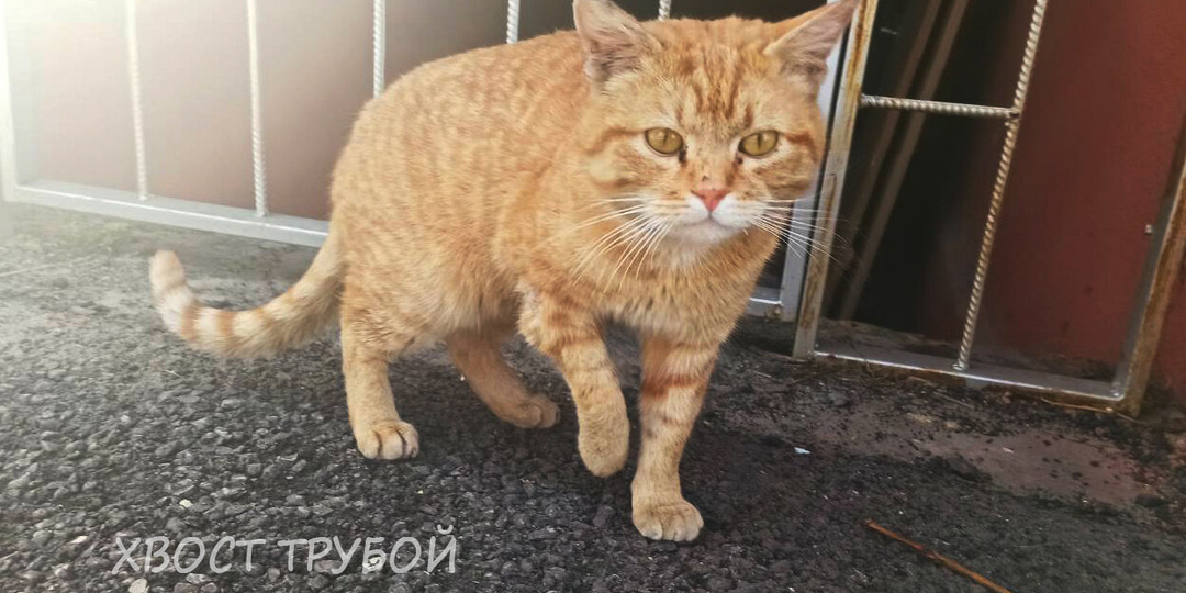 Ковыляя на трех лапах, кот жался к ногами прохожих. Фото спустя 2 года.