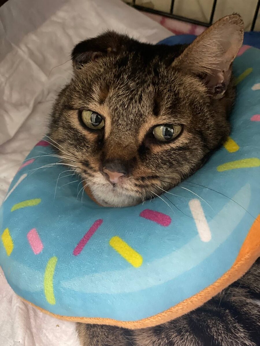 Мира ищет семью