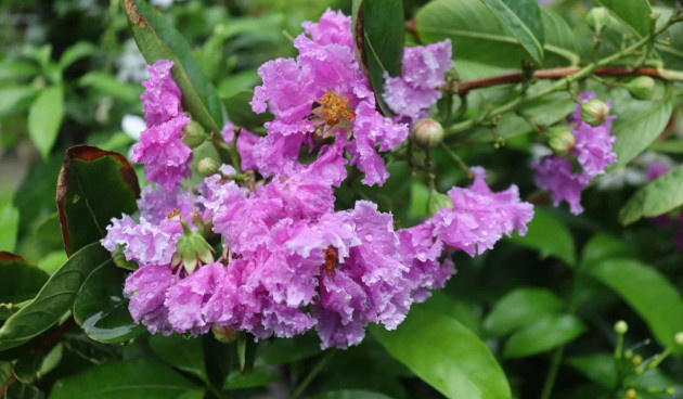    Лагерстремия индийская. Фото: Rony Alan Ghosh / Shutterstock / Fotodom