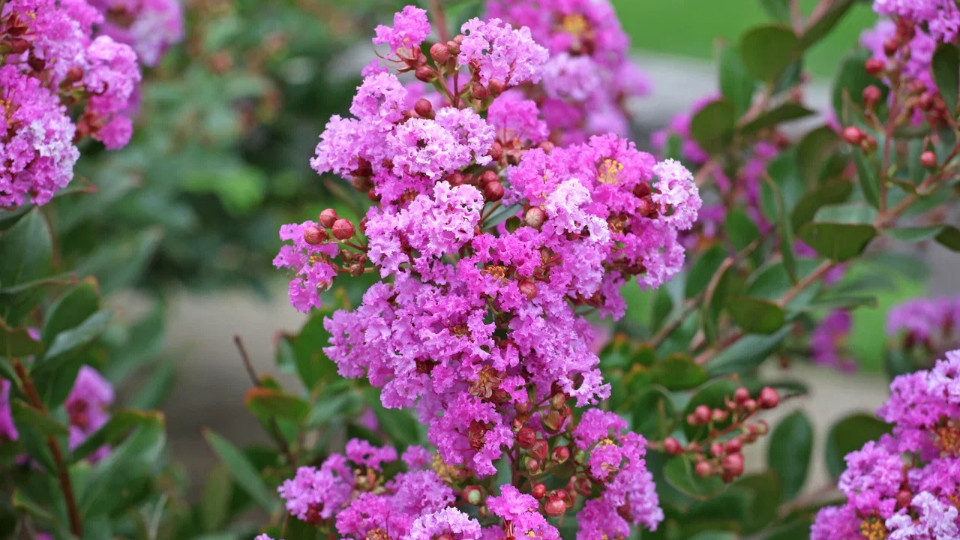 Лагерстремия. Фото: Alex Manders / Shutterstock / Fotodom
