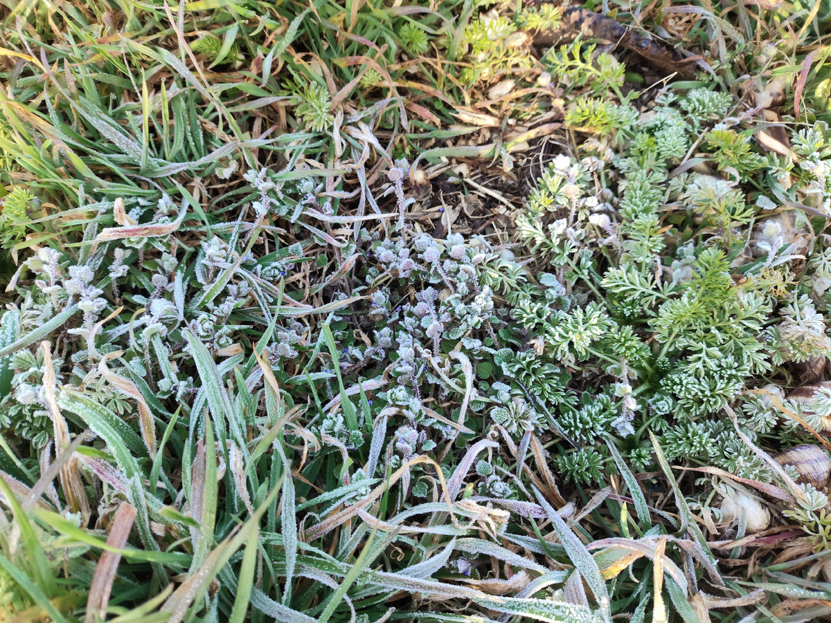 И снова побелело...