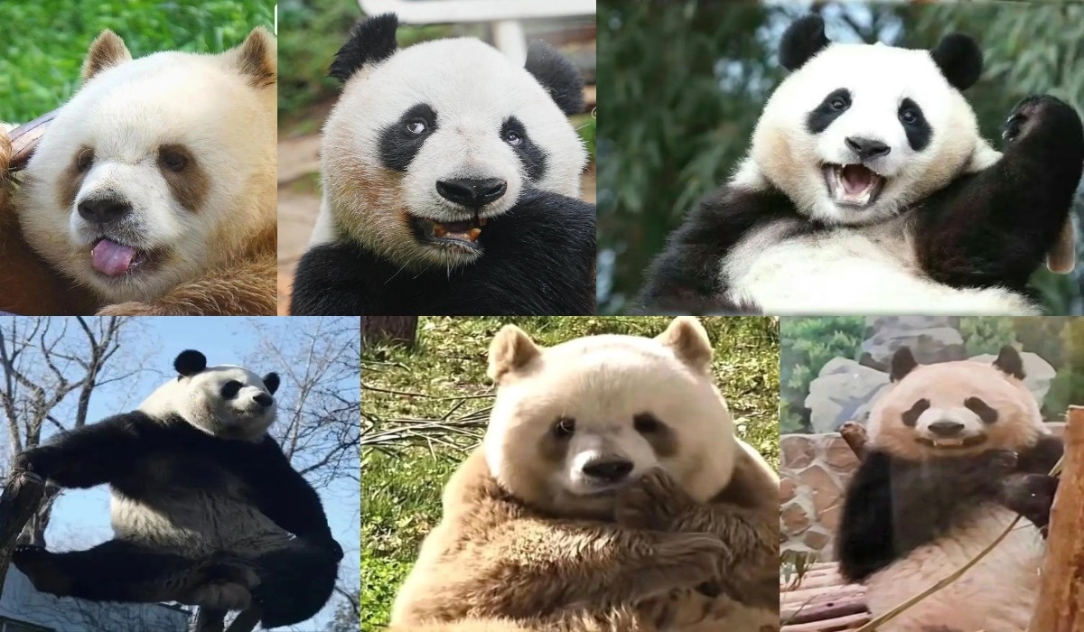 Фото: китайская поисковая сеть Baidu