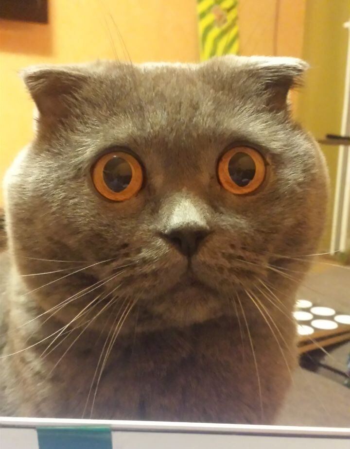 Фото котика для привлечения внимания