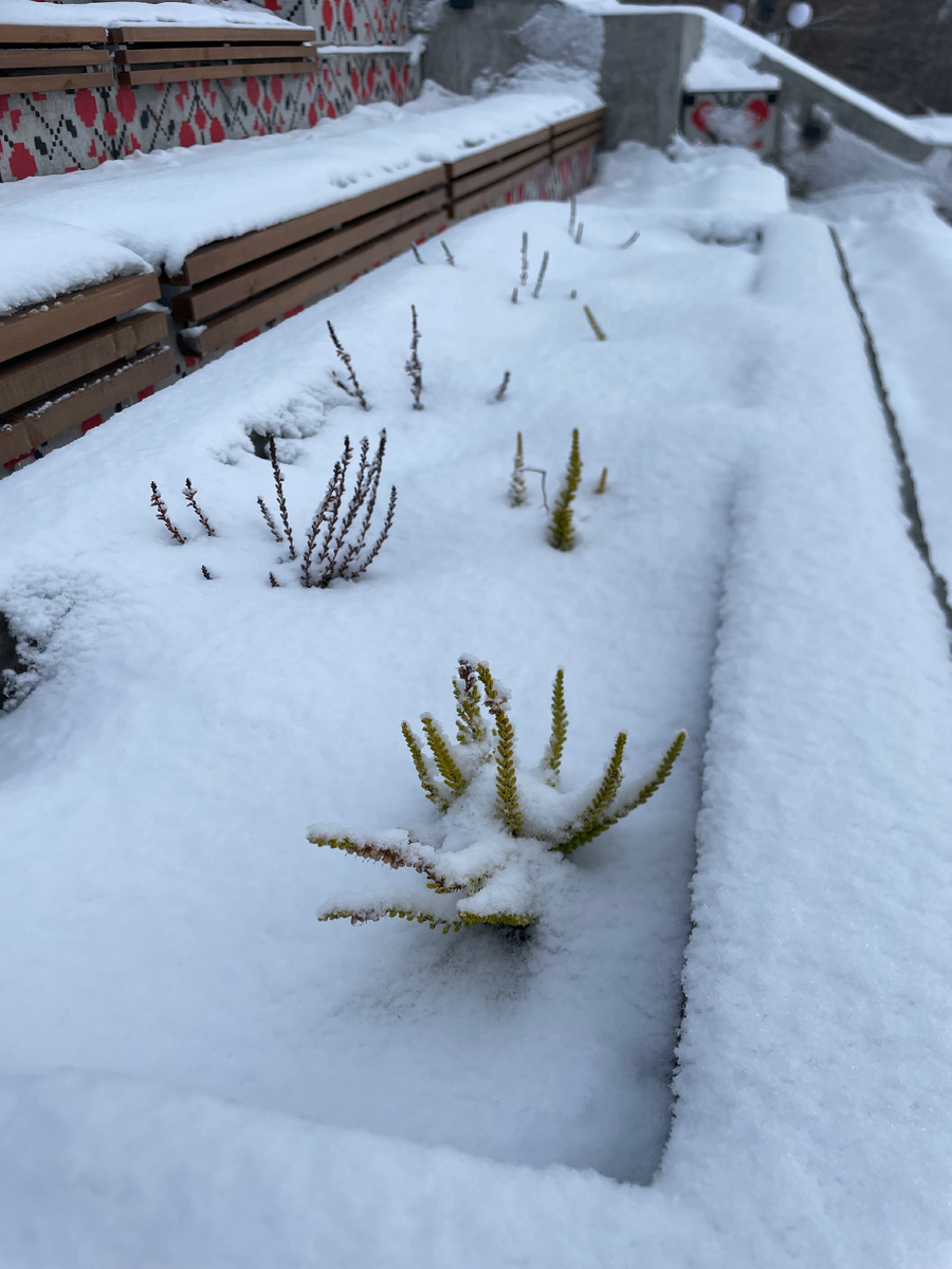 Одноразовое озеленение