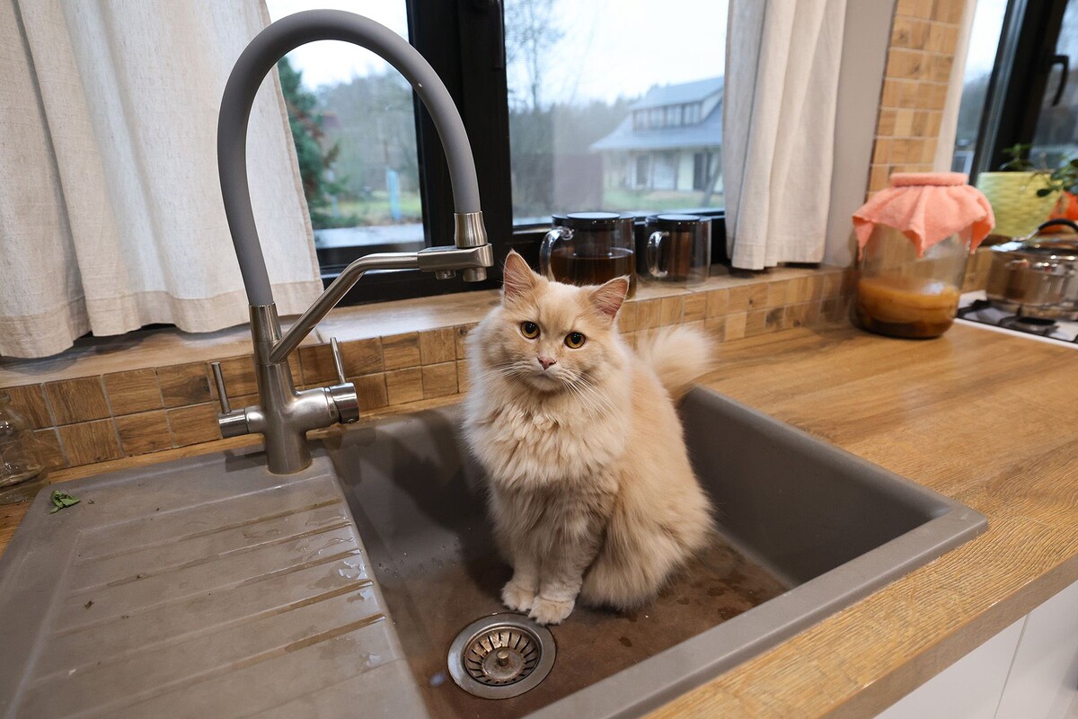  Кошка в раковине. © Павел Орловский, Times.by