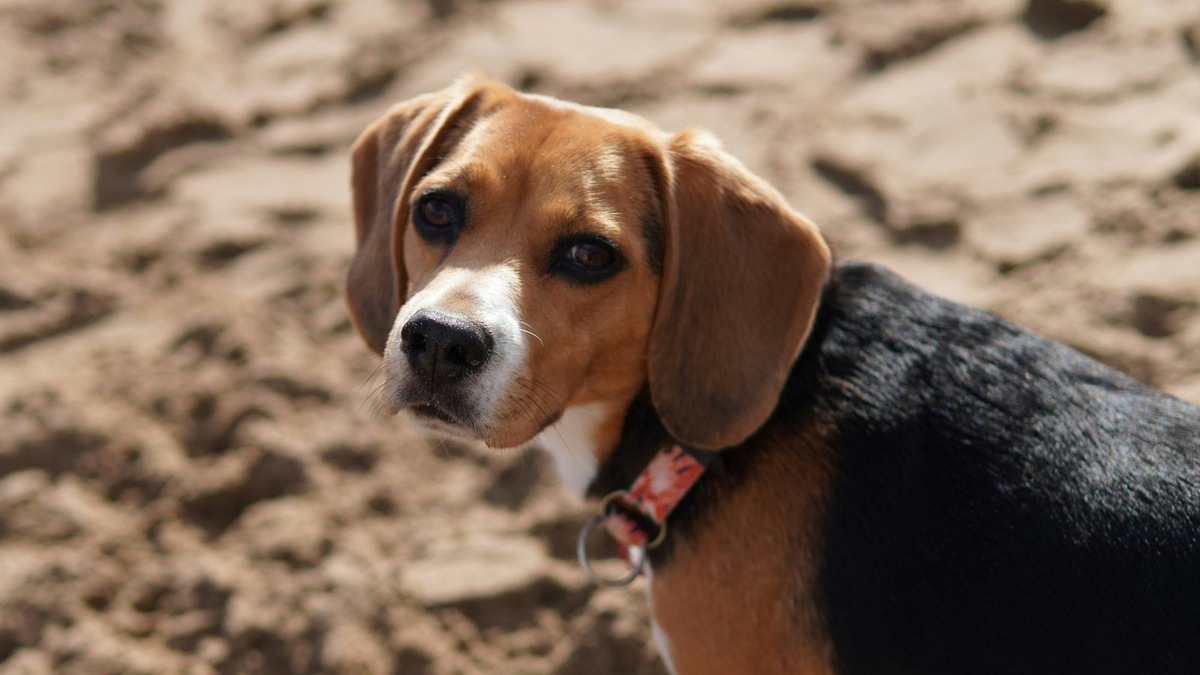    Александра Пол, известная по роли в сериале «Спасатели Малибу», является активным защитником прав животных