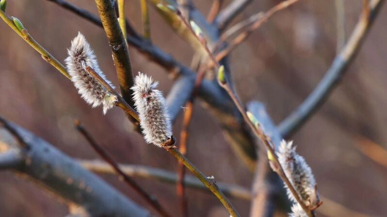    Фото: Андрей Ткачев/«Ямал-Медиа»