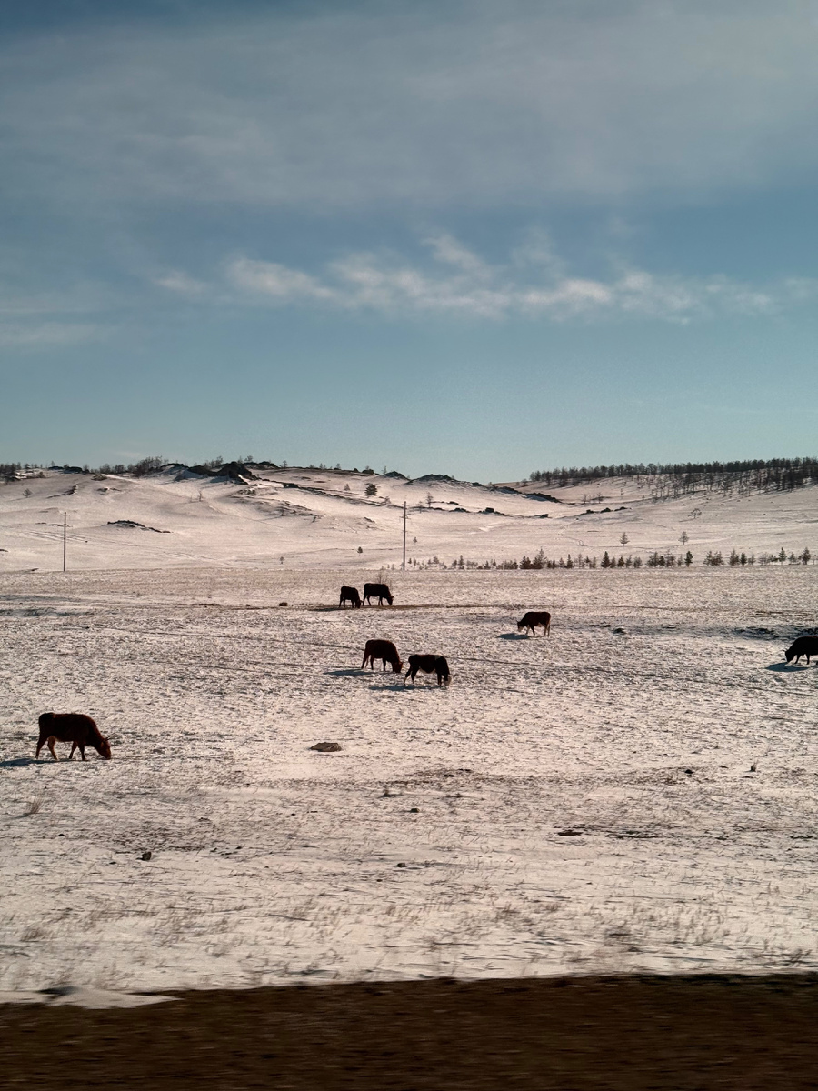 Поля со стадом коров в Иркусткой области