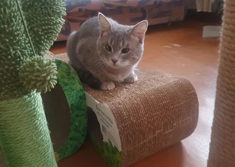 Честер всё ждёт: почему смотрины проходят, а дом не находится