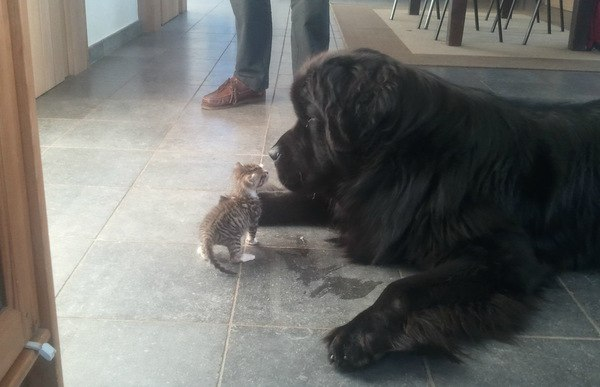 Последний герой