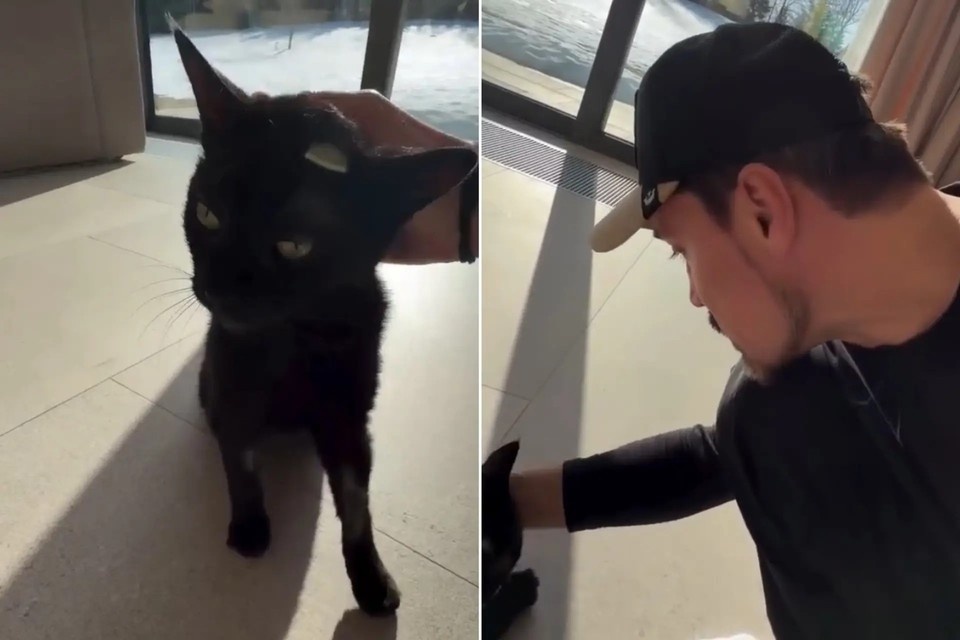    Сейчас врачи делают все возможное, чтобы спасти жизнь любимому питомцу артиста. Фото: соцсети Димы Билана