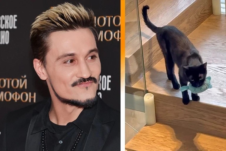    Из-за сложного лечения у кота начала выпадать шерсть, но он не унывает Даниил ОПАРИН