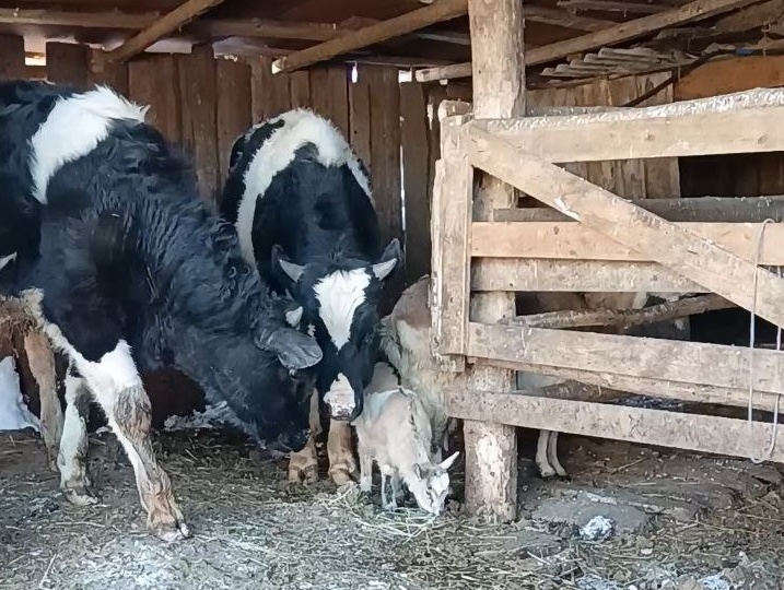 В пяти регионах России массово уничтожают скот. Агрохолдинги работают. Ситуация на 17 марта.