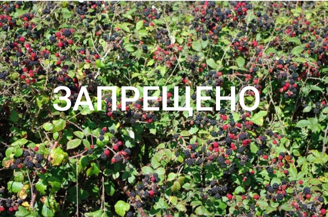 Картинка из открытого источника, коллаж автора