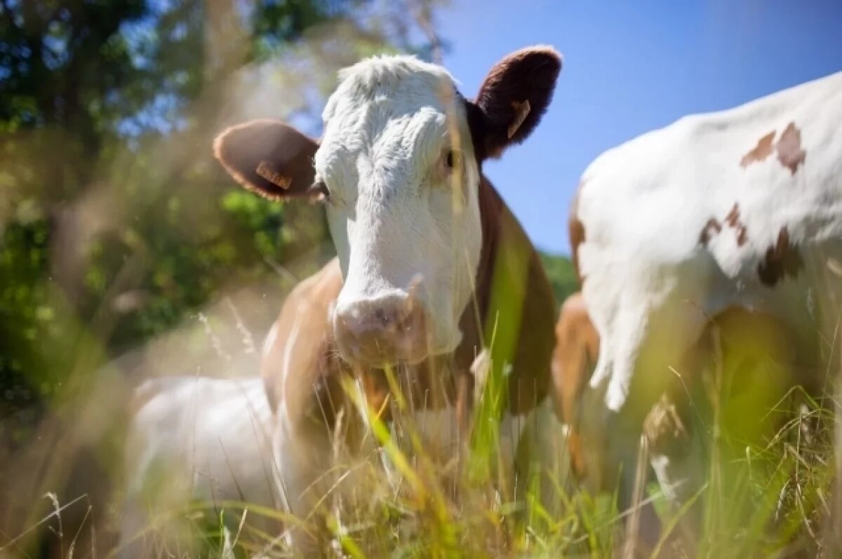    В Новосибирскую область направили рабочую группу Россельхознадзора
