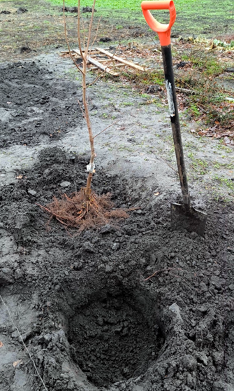 Для плодородного грунта нет необходимости тщательно готовить посадочные ямы. Все подкормки можно вносить с поливами в течение сезона.