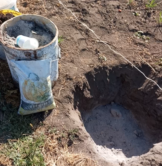 Заправка посадочной ямы для фундука удобрением Азофоска, золой и перегноем