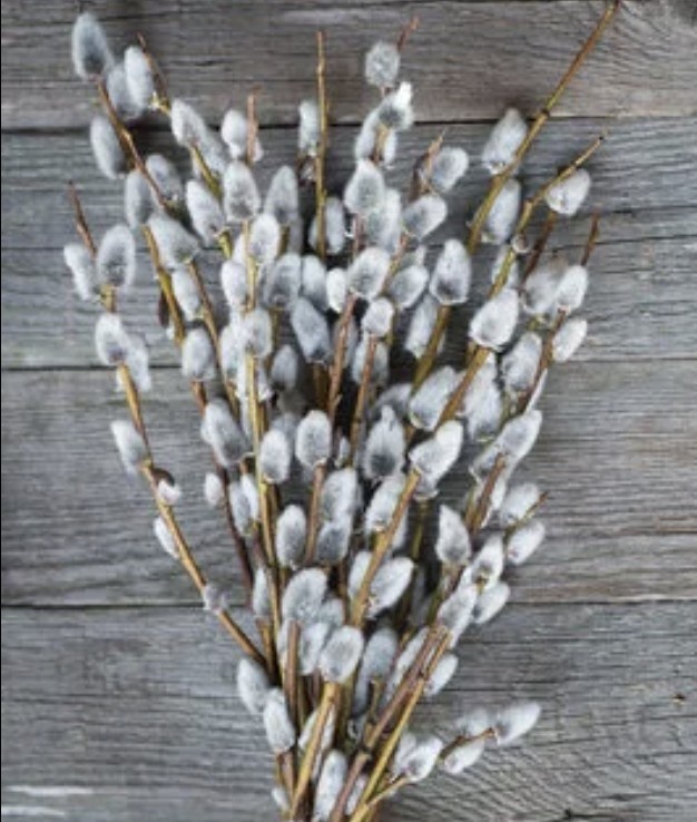 Верба из Интернета. 