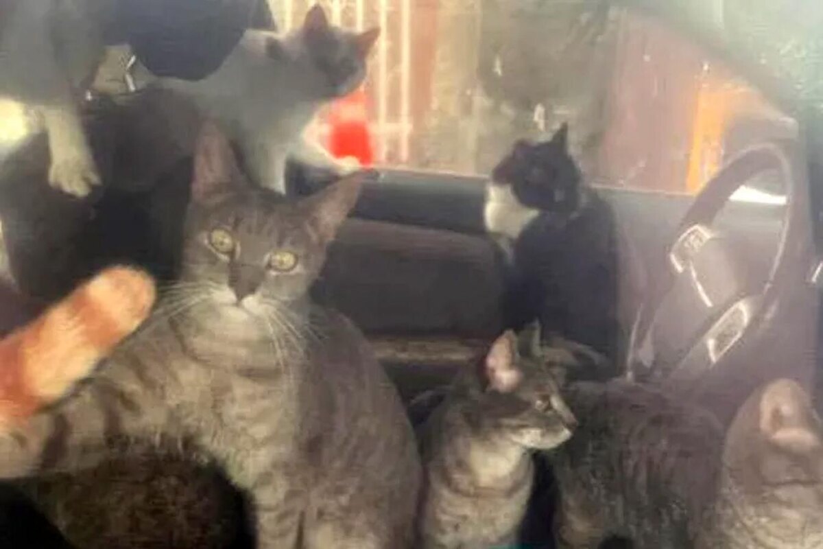    фото:Pennsylvania SPCA, via People.com