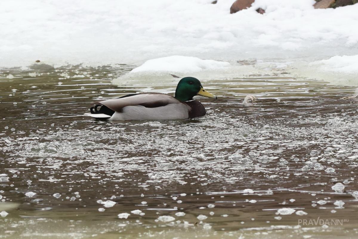    Первых птиц обнаруживали не раньше 4 апреля