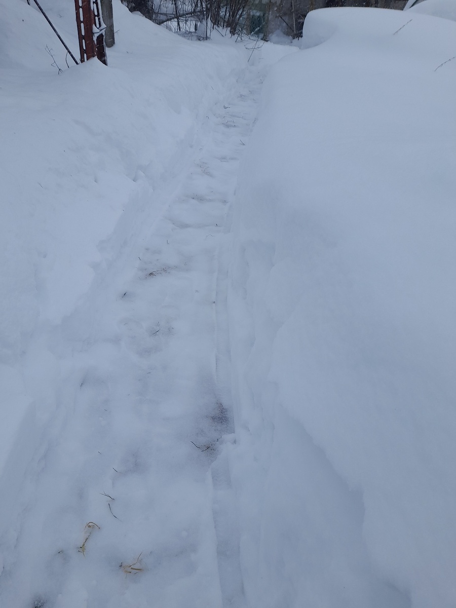 Дорожка к подвалу с перепёлками