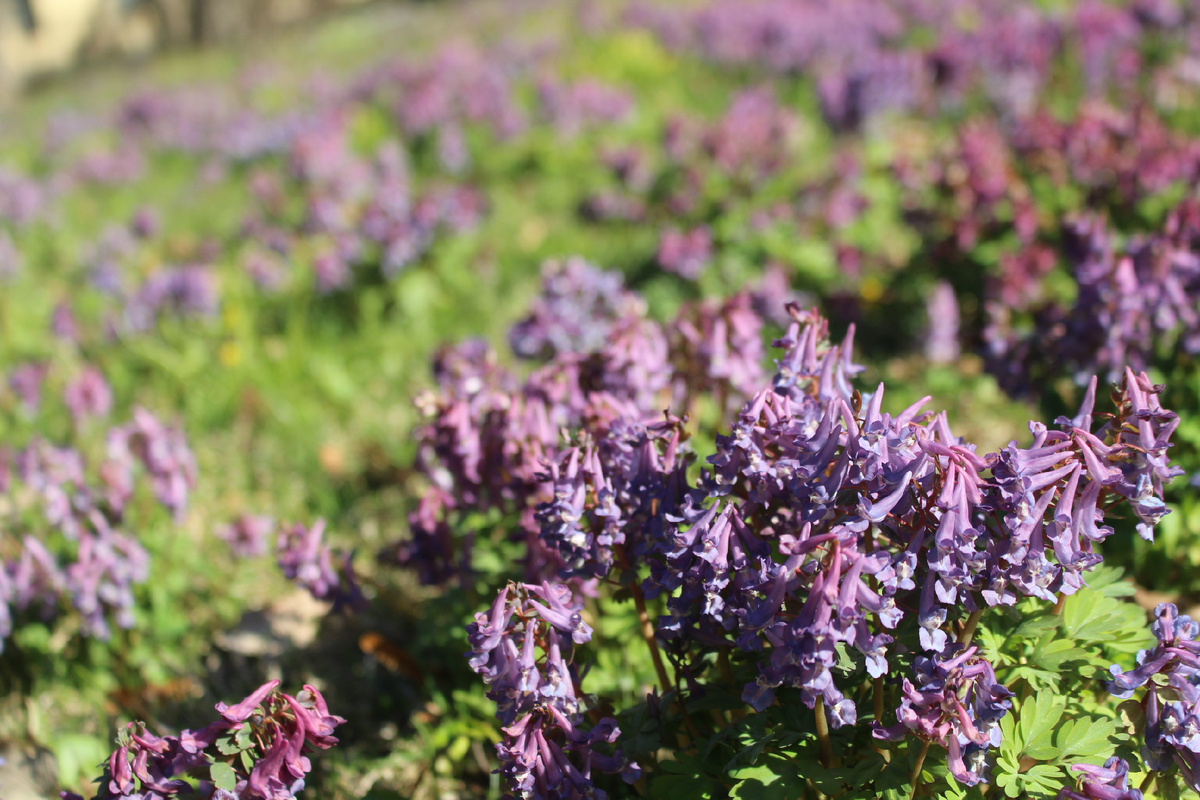 Хохлатка плотная видовая (Corydalis solida), Ботанический сад Петра Великого, фото из моего архива