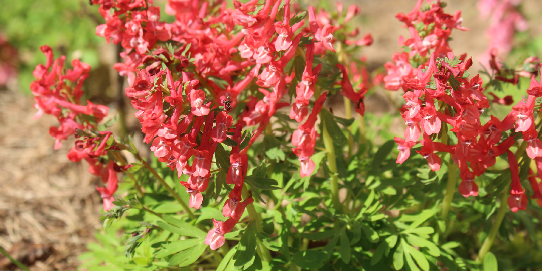 Все о первоцветах в ландшафте: №№ 13-16