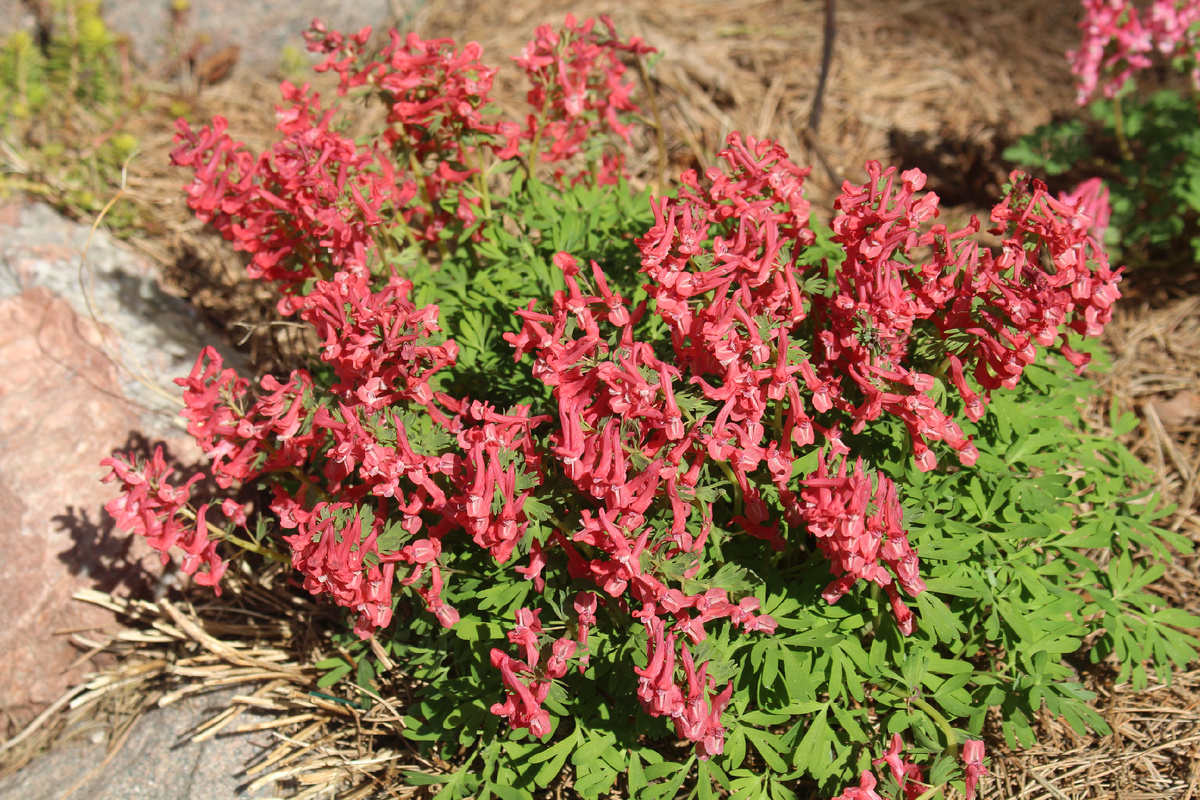Хохлатка G.P.Baker в нашем саду в апреле