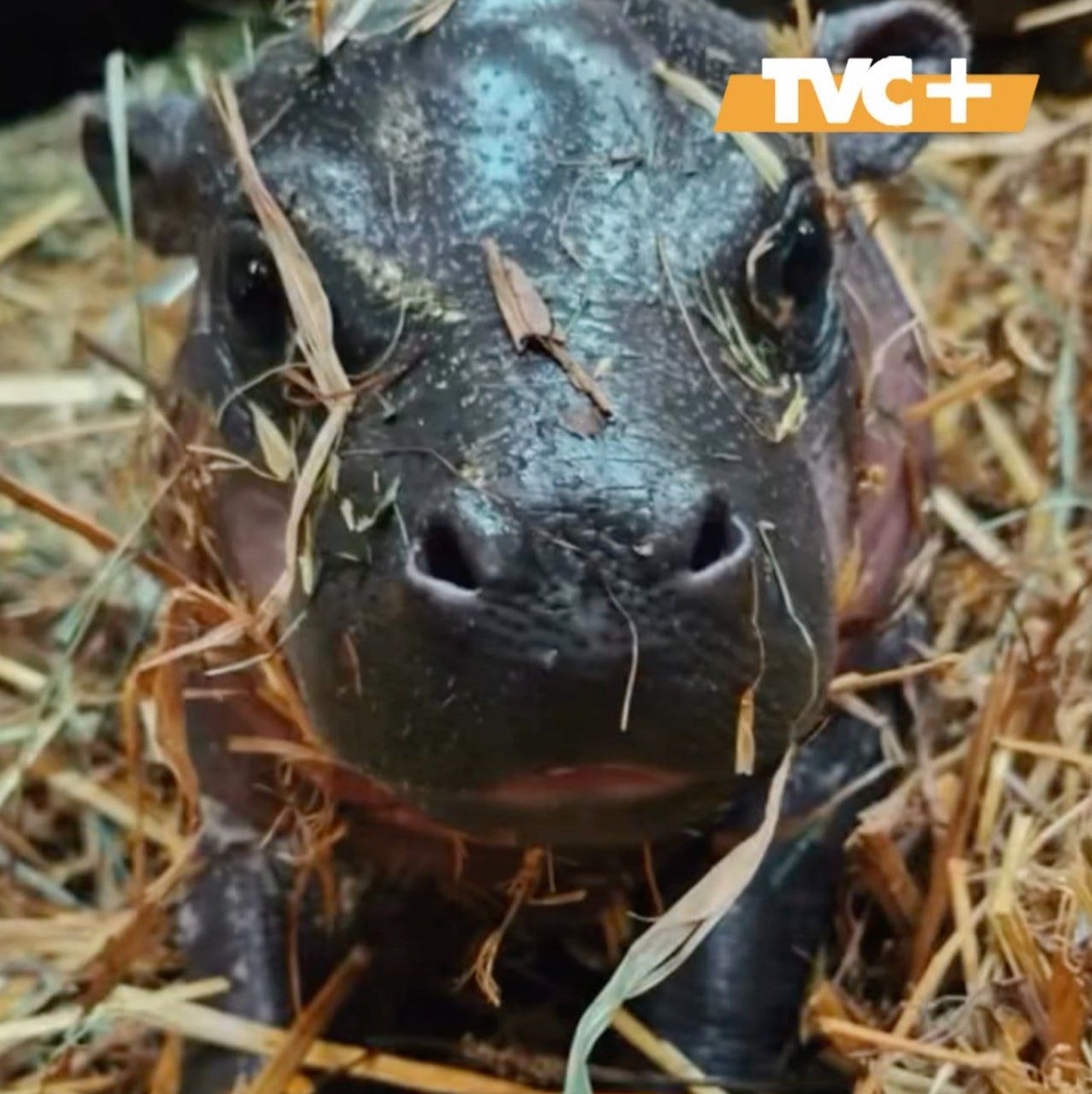 Детёныш карликового бегемота.