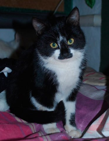 Усатый герой