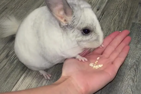 Горькая цена дешевой шиншиллы: почему экономия на питомце оборачивается трагедией