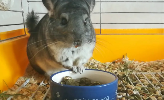 Чем кормить шиншиллу, чтобы избежать походов к ветеринару: базовые правила