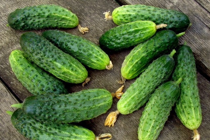 ОВОЩИ ДЛЯ ВЫРАЩИВАНИЯ БЕЗ РАССАДЫ