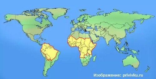 🏥 Вакцинация от желтой лихорадки