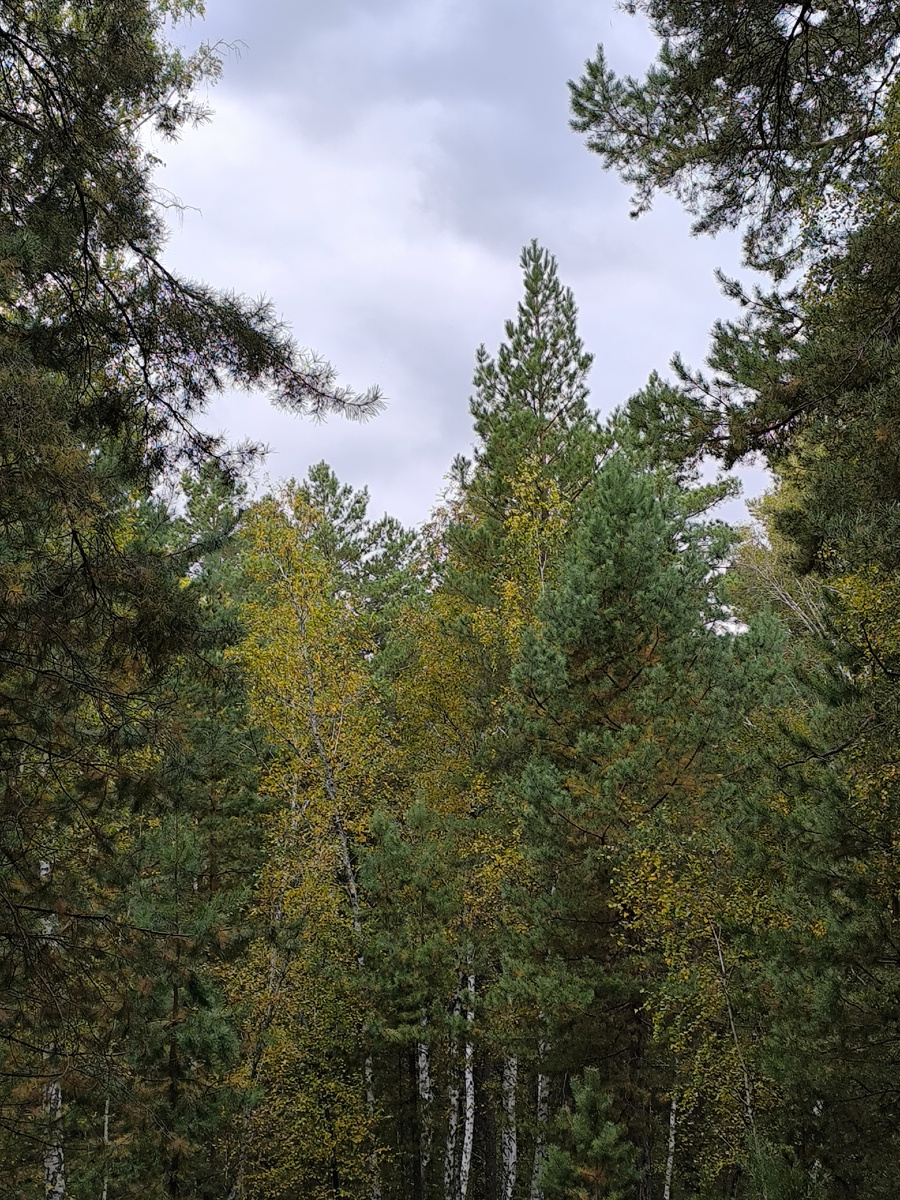 лес шумит листвой