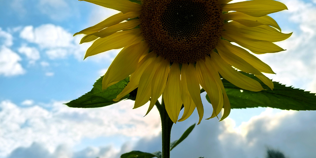 Да уже и год на Дзене